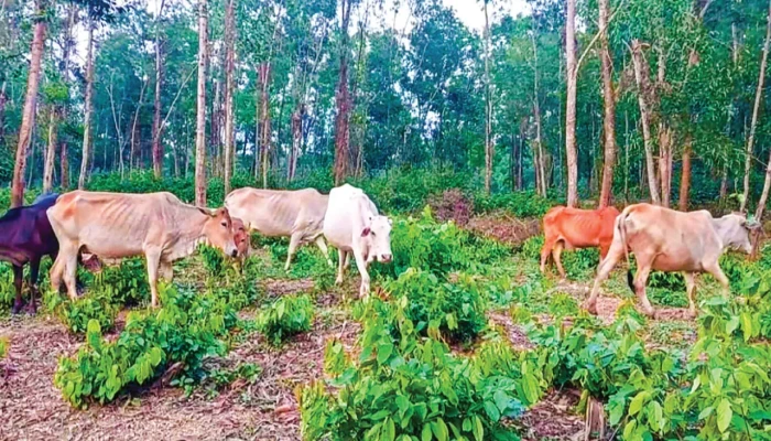 কোরবানির পশু ক্রেতাদের পছন্দ গারো পাহাড়ের গরু