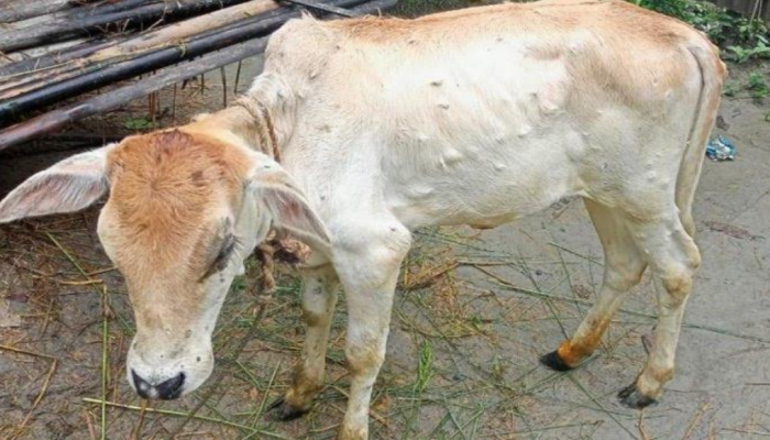 কুড়িগ্রামে গরুর শরীরে 'লাম্পি স্কিন’ রোগের তান্ডব, আতঙ্কে খামারিরা