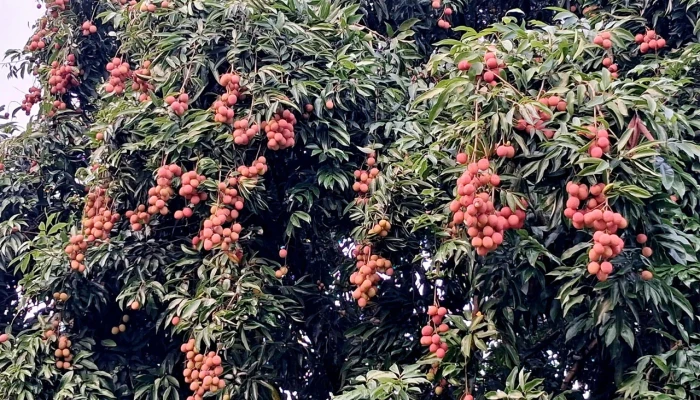 পাকুন্দিয়ার রসালো লিচু বাজারে, ১২ কোটি টাকার বিক্রির সম্ভাবনা