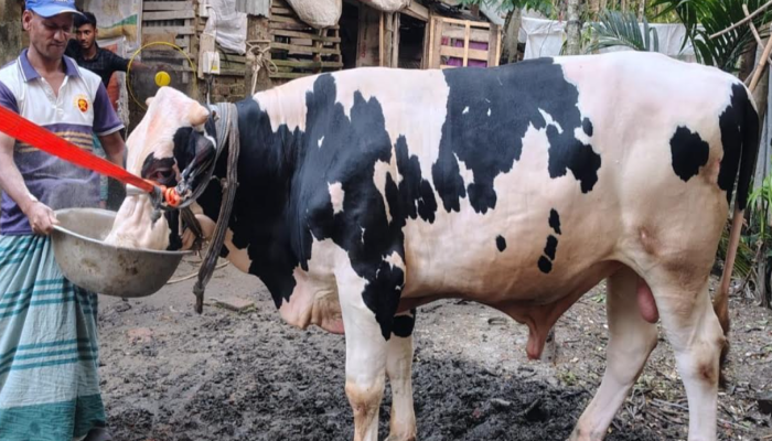 ঈদুল আযহা ঘিরে কাউখালীতে আলোচনায় ‘জমিদার’ ষাঁড়, দেখতে ভিড় মানুষের
