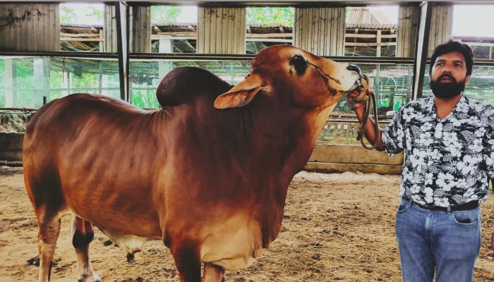 পটিয়ায় ৩০ মণের আদরের দাম ১০ লাখ টাকা