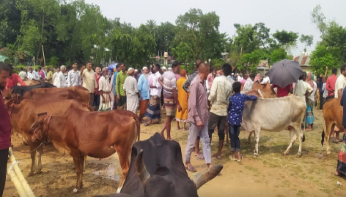 দিনাজপুরের হাকিমপুর হিলিতে জমে উঠেছে কুরবানির পশুর হাট