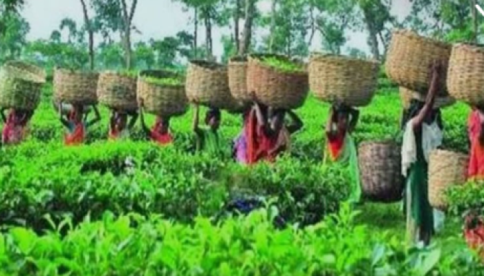 কৃষি ব্যাংকে ঋণ না দেয়ায় অর্থ সংকটের মুখে পড়েছে দেউন্দি টি কোম্পানি!! শ্রমিকদের বকেয়া  সাপ্তাহিক মজুরি পরিশোধ না করলে সোমবার থেকে বাগান অনির্দিষ্টকালের জন্য  বন্ধ