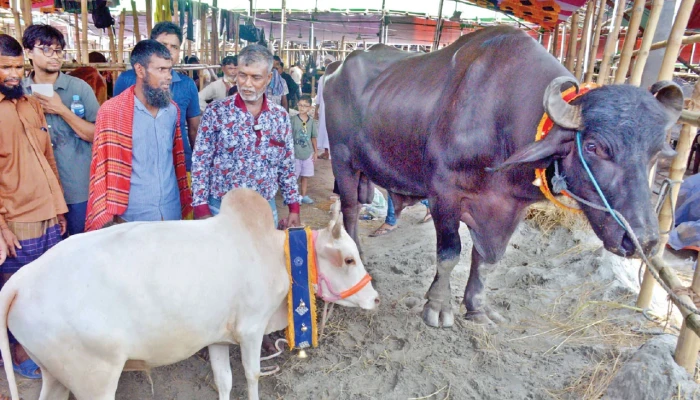 মাঠভর্তি পশু দর্শনার্থীও বিপুল, তবে বেচাকেনার খাতা শূন্য