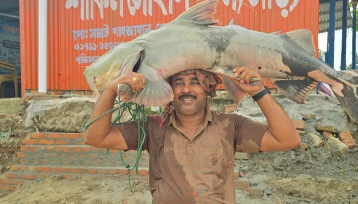 পদ্মার ৩৫ কেজি ওজনের বাঘাআইড় বি‌ক্রি ৬৫ হাজার টাকায়