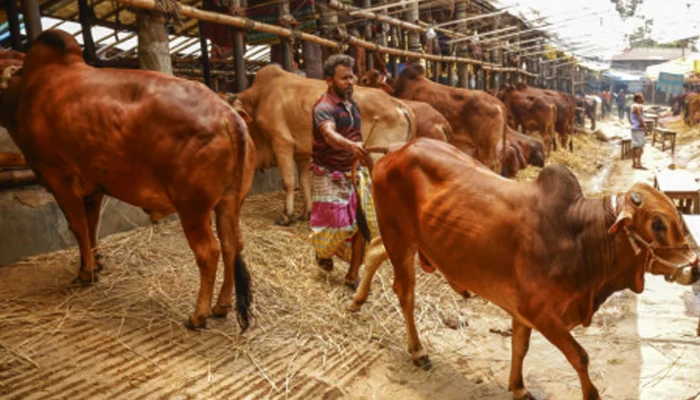 রাজধানীর পশুর হাটে দেশি গরুর আধিক্য