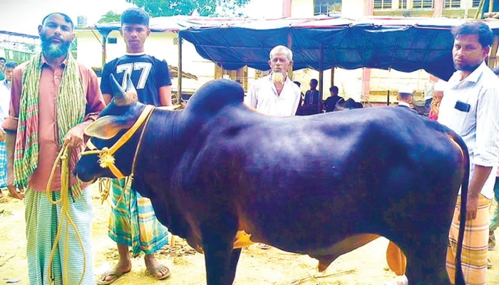 বিদেশি পশুর ভিড়ে বেড়েছে পাহাড়ি গরুর কদর
