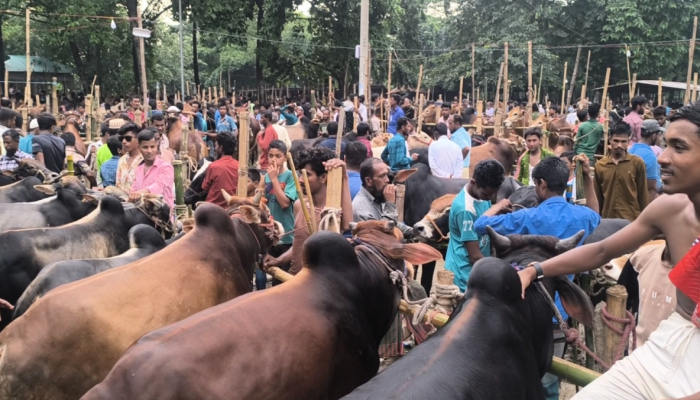 ​বুড়িচংয়ে   কুরবানির পশুর হাট জমে উঠেছে