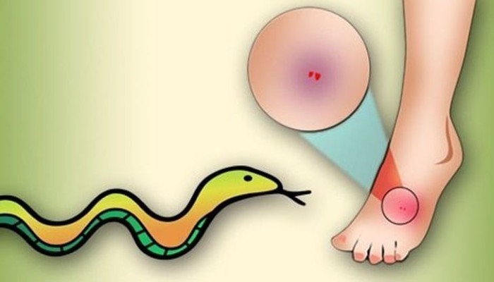 নবীগঞ্জে সাপের কামড়ে এক তরুণীর মৃত্যু