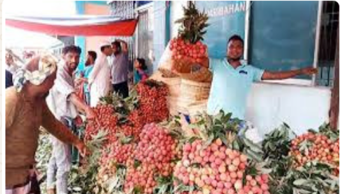 দিনাজপুরের ১৩টি উপজেলায় ১২ শত কোটি টাকার লিচু বাণিজ্যের সম্ভাবনা॥