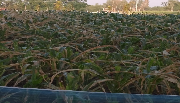 ​রাণীশংকৈলে ইটভাটার গ্যাসে কৃষকের ক্ষতি-তদন্তে সত্যতা মিললেও ইউএনও'র নীরবতা
