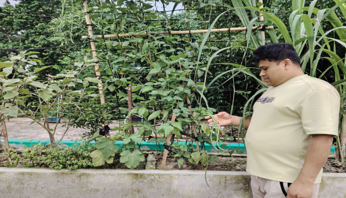 বাজার নয়, ভরসা নিজের ছাদ: সবুজ স্বপ্নে স্বনির্ভর এক পরিবারের গল্প