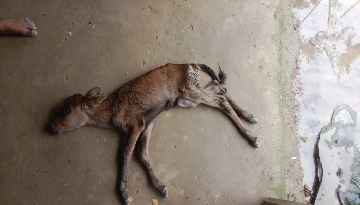 লুট হওয়া গাভীর বাছুর দুধের অভাবে মারা গেল, কেন্দুয়ায় কৃষক পরিবারে আহাজারি