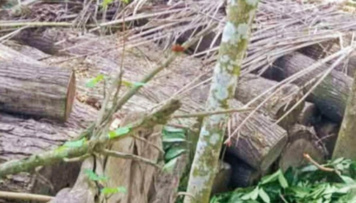 কাউখালীতে সামাজিক বনায়নের লক্ষাধিক টাকার গাছ কেটে লোপাটের অভিযোগ