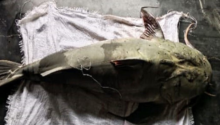 কুড়িগ্রামের ব্রহ্মপুত্রে ধরা পড়লো ৫৫ কেজির বাঘাইড়