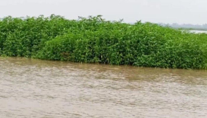 কুড়িগ্রামে তিস্তা-ধরলার পানি বৃদ্ধি, প্লাবিত নিম্নাঞ্চল