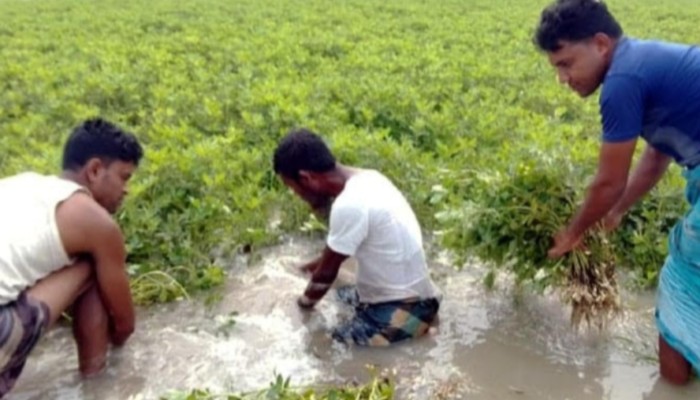 কুড়িগ্রামের ৩৫ স্থানে নদীভাঙন ও পানি বৃদ্ধি, তলিয়ে যাচ্ছে ফসলের খেতে