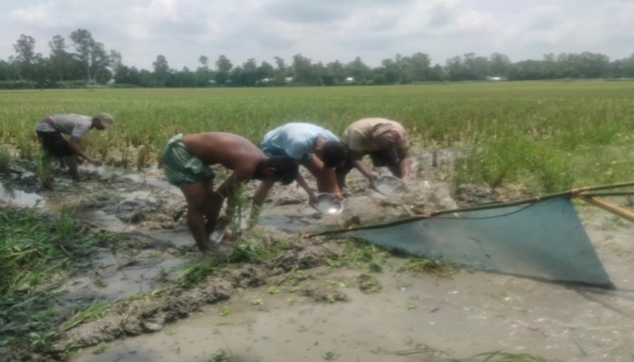রায়গঞ্জে আধুনিক পদ্ধতিতে ফসলের জমিতে দেশীয় জাতের মাছ ধরার উৎসবে মেতে উঠেছেন ওরা চার যুবক