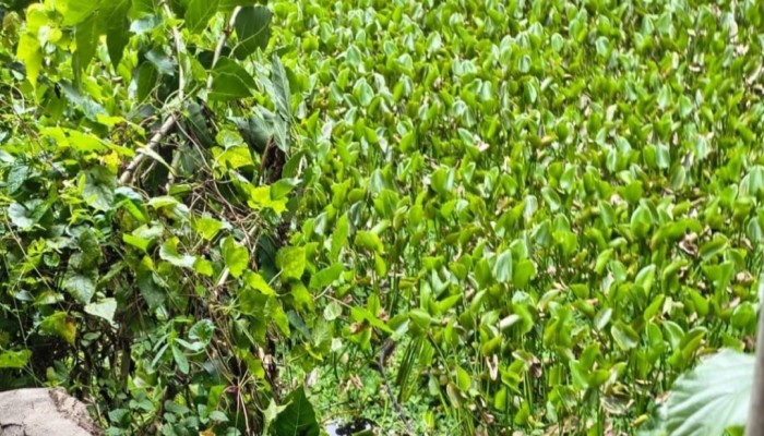 সাড়ে তিনঘন্টা কচুরিপানার মধ্যে লুকিয়ে থেকেও শেষরক্ষা হয়নি