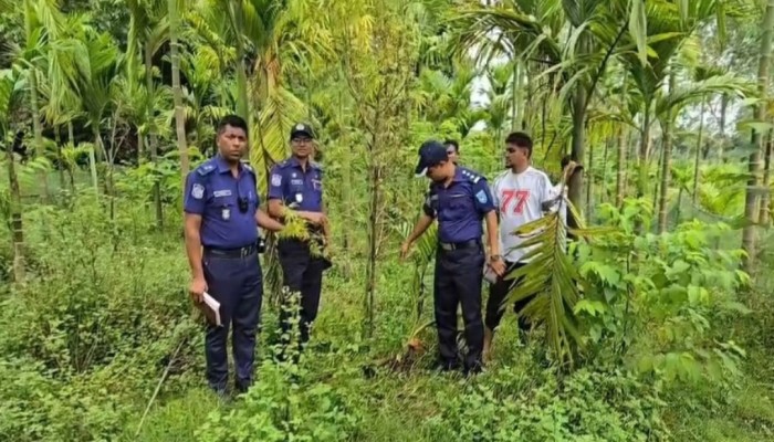 কুড়িগ্রামে সুপারির বাগানে গাঁজা চাষের অভিযোগ: অভিযান চালিয়ে চারটি গাঁজা গাছ জব্দ করল পুলিশ