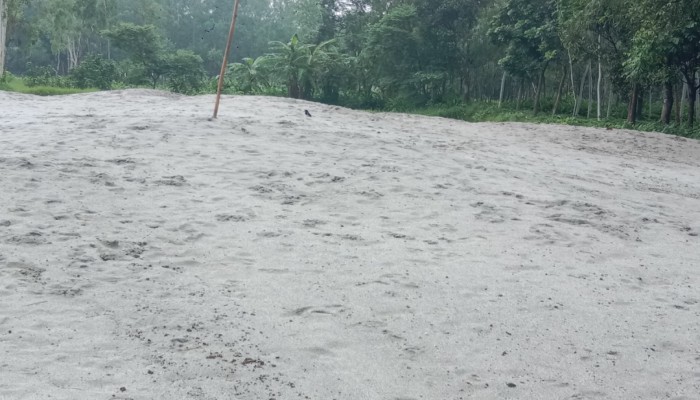বালুখোর বিএনপি নেতা