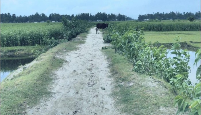 কুড়িগ্রামে কাবিখা-কাবিটার প্রকল্পে অনিয়ম, দূর্নীতি ও লুটপাটের অভিযোগ
