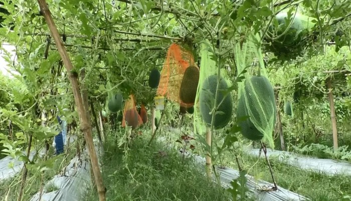প্রতিকূল আবহাওয়াতেও সফল বারোমাসি তরমুজের চাষাবাদ