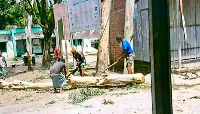 ইউপি‌ চেয়ারম্যানের বিরুদ্ধে সরকারি রাস্তার ইউক্যালিপটাস গাছ কাটার অভিযোগ