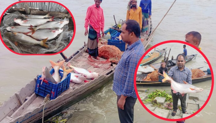 মেঘনায় জেলেদের জালে ধরা পড়ছে বড় বড় পাঙ্গাশ