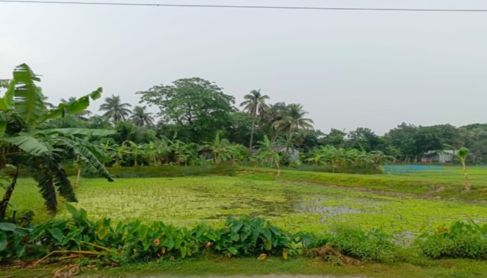ত্রিশালে জমির আইল কাটা নিয়ে সংঘর্ষে আহত-১