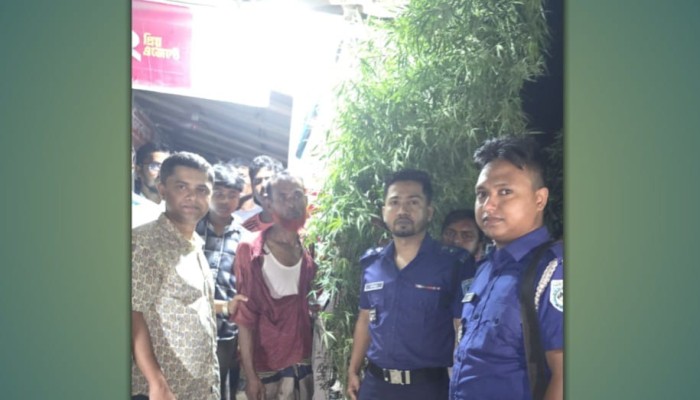 পুলিশ-বিজিবির যৌথ অভিযানে ১৫ ফিট উচ্চতার বৃহৎ গাঁজা গাছসহ এক মাদককারবারি আটক