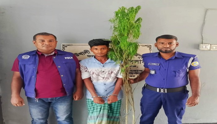 কাউখালীতে বিশেষ অভিযানে দুই গাঁজা গাছসহ মাদক ব্যবসায়ী আটক