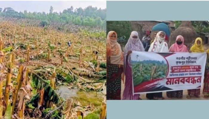 পত্নীতলায় ১৩ হাজার কলাগাছ কর্তনের অভিযোগ, ৩৫ লাখ টাকার ক্ষতি