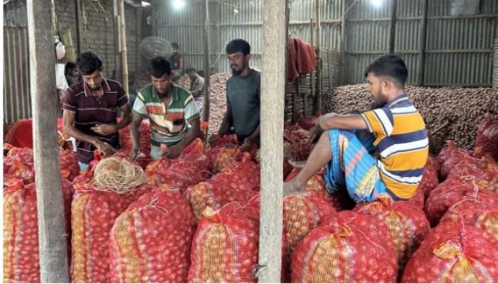 মাচার পেঁয়াজ প'চে, বাজারে নেই দাম, সালথায় পেঁয়াজচাষিদের নীরব কা'ন্না
