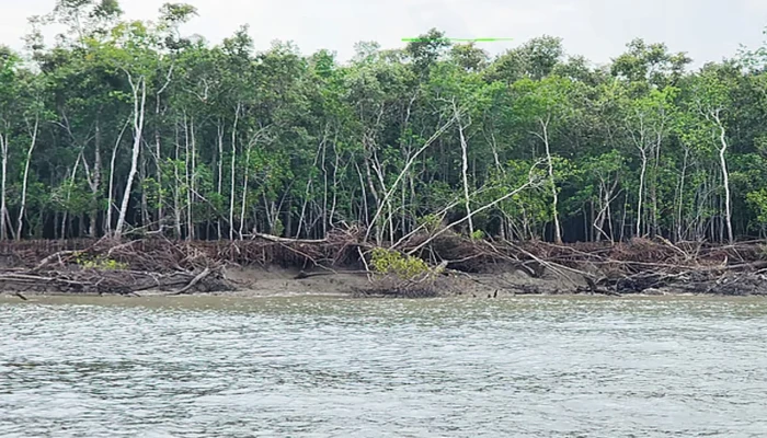 সুন্দরবন থেকে পা'চা'রে'র সময় কাঠসহ নৌকা জ'ব্দ