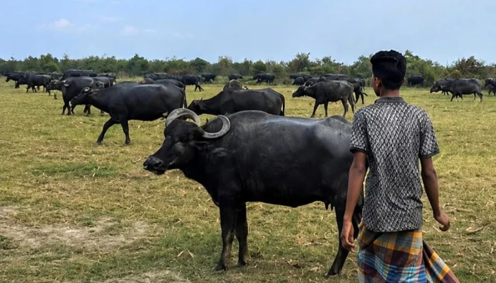 যমুনার চরাঞ্চলে তৃণভূমির নিয়ন্ত্রণ নিয়ে দৌ'রা'ত্ম্য, বি'পা'কে বাথানমালিকরা