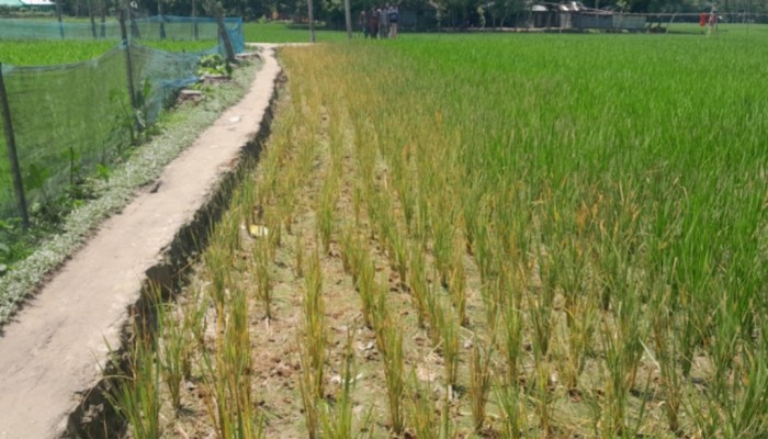 কুড়িগ্রামে জমিজমা নিয়ে সং'ঘর্ষ, আ'হত ৫