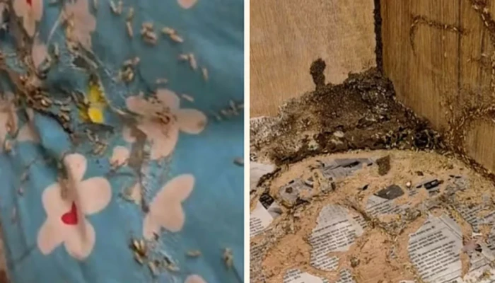 বরাদ্দ করা কক্ষে উইপোকা, রাতে না থেকেই সার্কিট হাউস ছাড়লেন বি'রো'ধী'দ'লী'য় উপনেতা