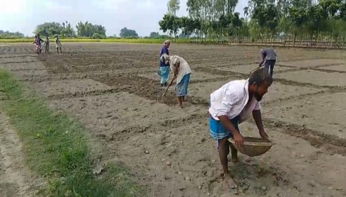 চড়া দাম ও অধিক মুনাফার আশায় রাণীশংকৈলে আগাম আলু ও শীতকালীন সবজি চাষে ব্য'স্ত কৃষকরা