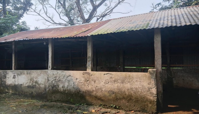 কালীগঞ্জে গোয়ালঘরে জ'বা'ই করে ষাঁড়ের মাংস নিয়ে যাওয়ার অ'ভি'যো'গ