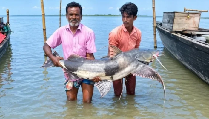 যমুনা থেকে ধরা হচ্ছে মহাবিপন্ন বাঘাআইড় মাছ, প্রকাশ্যে চলছে কেনাবেচা