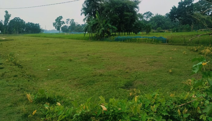 মালিকানা বি'রো'ধে ৩ একর জমি অনাবাদি, আমন আবাদ হয়নি
