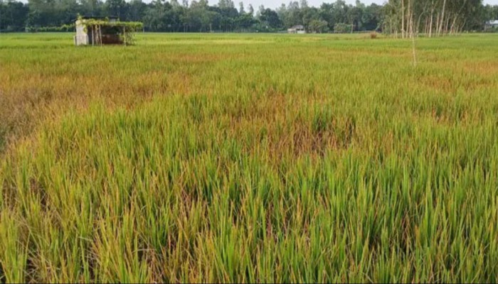 ছাতরা পোকার আ'ক্র'ম'ণে কুড়িগ্রামে বিপর্যস্ত আমন ক্ষেত, স্প্রে করেও মিলছে না কাঙ্ক্ষিত সুফল