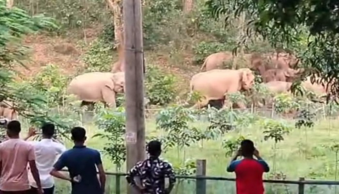 শেরপুরে ভিউ পাওয়ার আশায়  বন্যহাতিকে উ'ত্ত্য'ক্ত, বাড়ছে হাতি-মানুষের সংঘাত