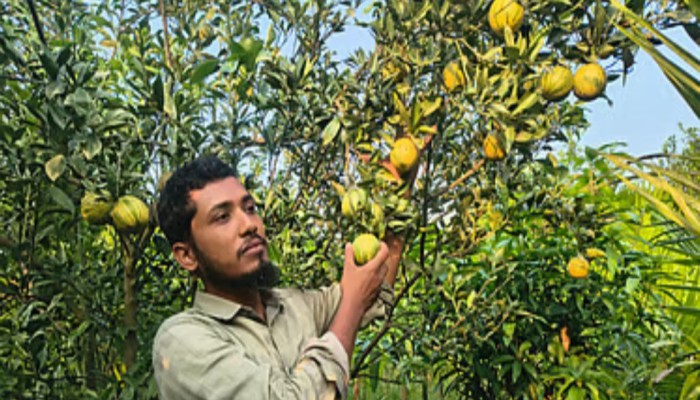 সমন্বিত কৃষি খামারে ব্যাপক সাফল্য ফারুকের, বছরে ৩২ লাখ টাকার ফল-চারা বিক্রি