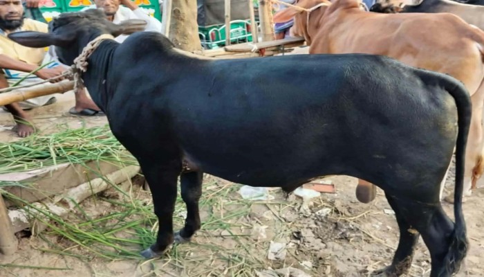 জবিতে এবার খেলাফত ছাত্র মজলিসের উদ্যোগে গরুভোজ, থাকছে কাওয়ালি সন্ধ্যা