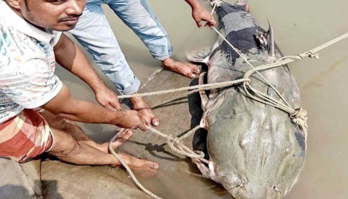 ব্রহ্মপুত্রে জেলের জালে ৯০ কেজির বিশাল বাঘাইড়