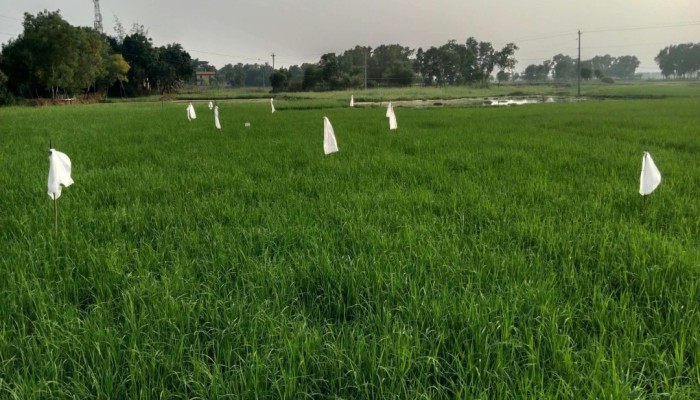 ব্রাহ্মণপাড়ায় আমন ক্ষেতে পোকার দাপট, জমিতে পার্চিং করেও মিলছে না নিস্তার