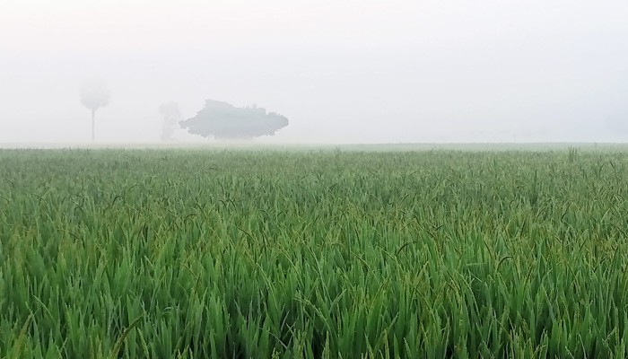 উত্তরে জেলা ঠাকুরগাঁওয়ে শীতের আগাম বার্তা
