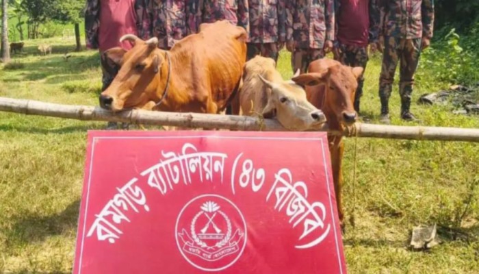 মিরসরাই সী'মা'ন্তে বিজিবির অ'ভি'যা'নে ৩ ভারতীয় গরু জ'ব্দ